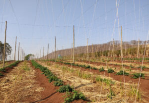 5aa890_c225b098c6e247d380f9cdc7c8cb42fd~mv2